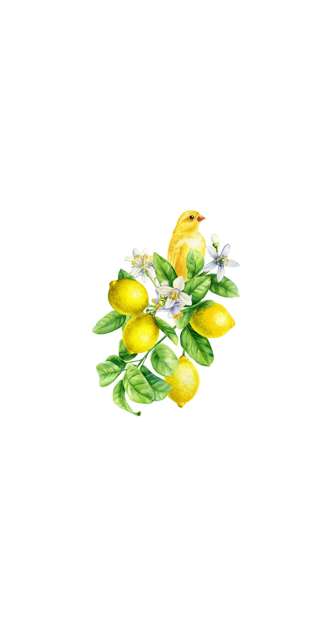 Lemon Bird Foliage - Printed Guest Towel - Image 2