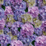 Nantucket - Charger - (SQUARE)